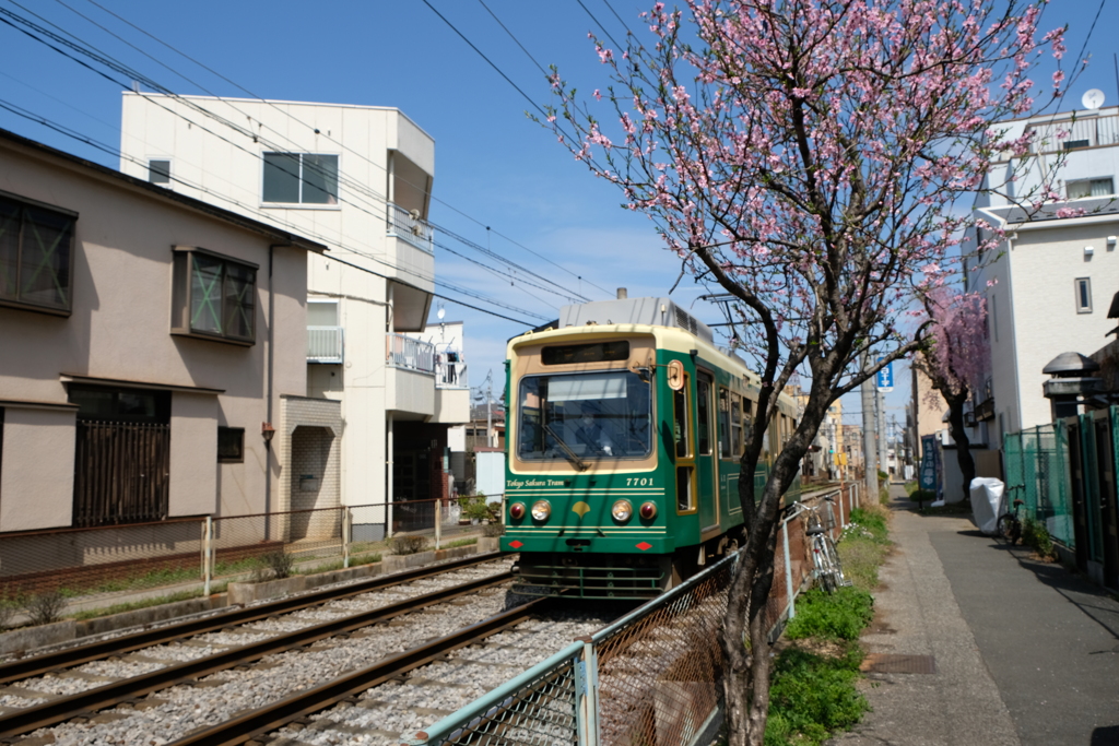 さくらトラム①