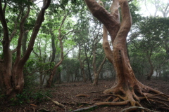 ヒメシャラの森