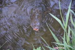 カメラ向けたら寄ってきた