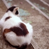 ハートのお尻