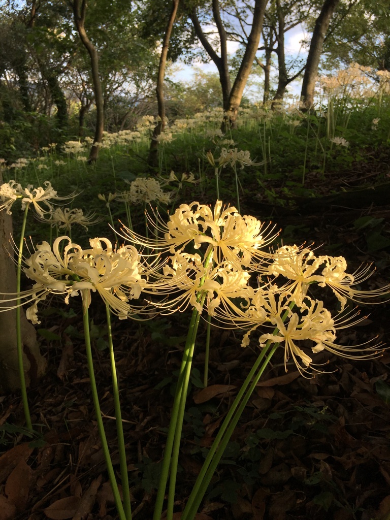 夕暮れの彼岸花