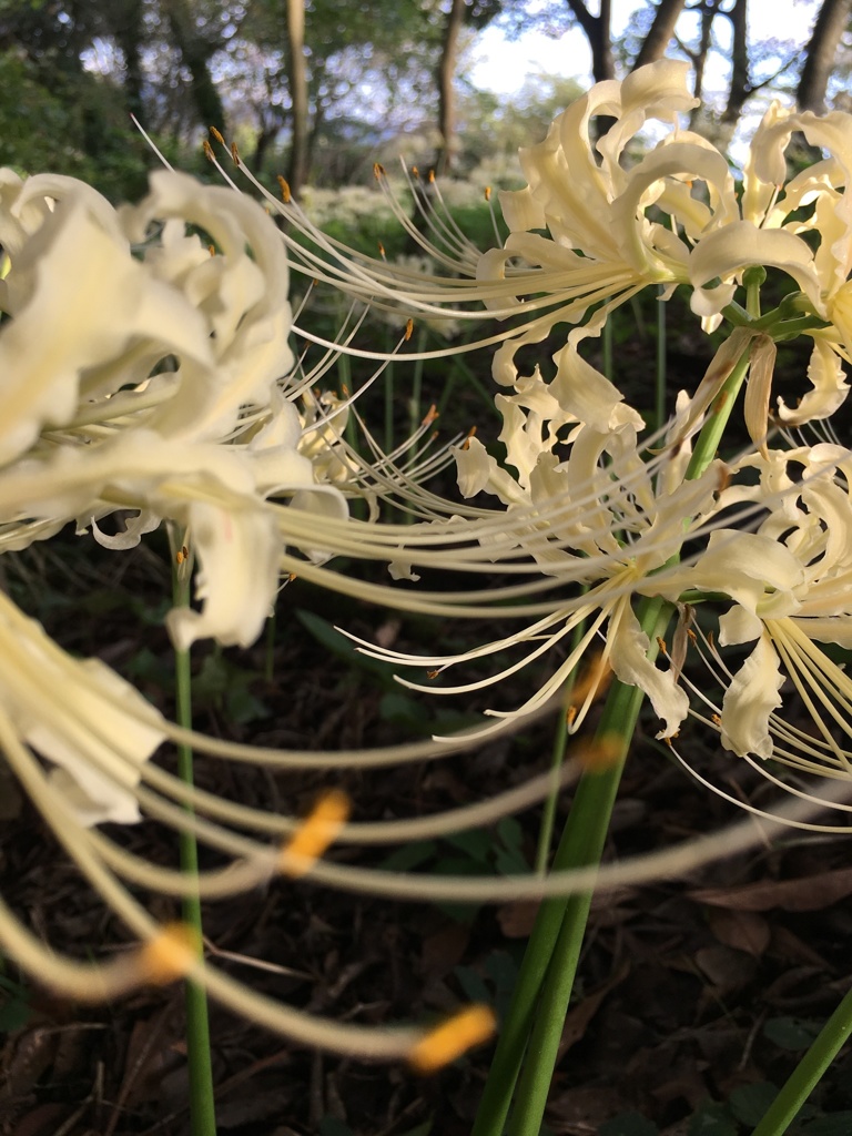 彼岸花は赤色だけじゃないよ