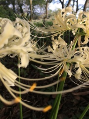 彼岸花は赤色だけじゃないよ