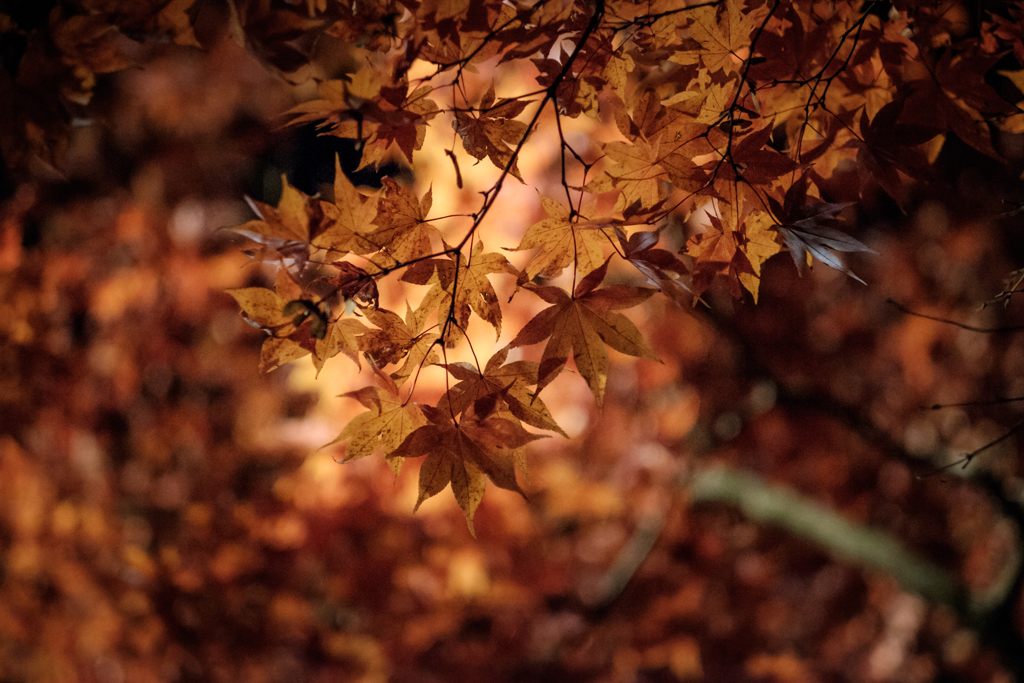 夜の紅葉