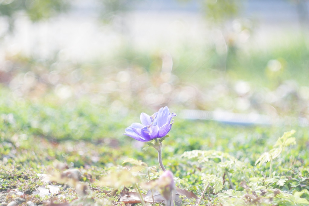 オールドレンズで。