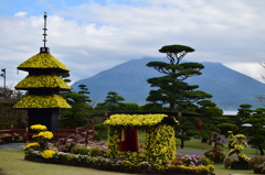 仙巌園　菊まつり①