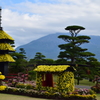 仙巌園　菊まつり①