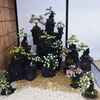 仙巌園　菊まつり④