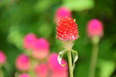 お花