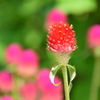 お花
