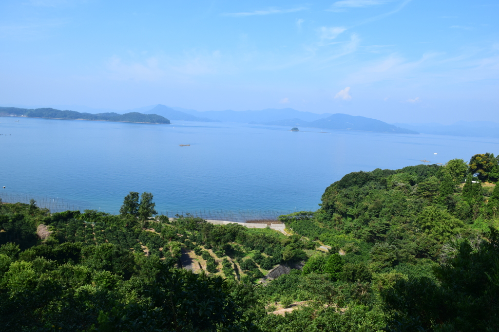 ミカン畑と海