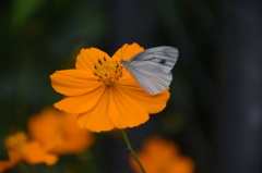 お花と蝶々