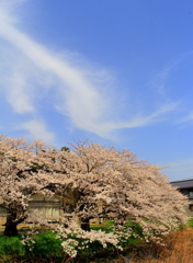 空と桜