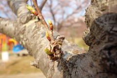 カエル（木ver.）