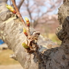 カエル（木ver.）