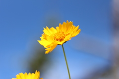 お花