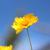 お花