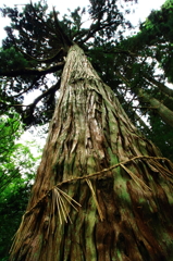 杉