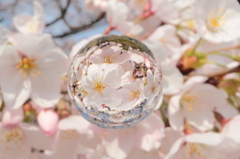 宙玉　桜