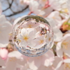 宙玉　桜
