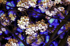 夜桜
