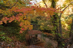 紅葉