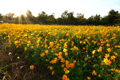 お花