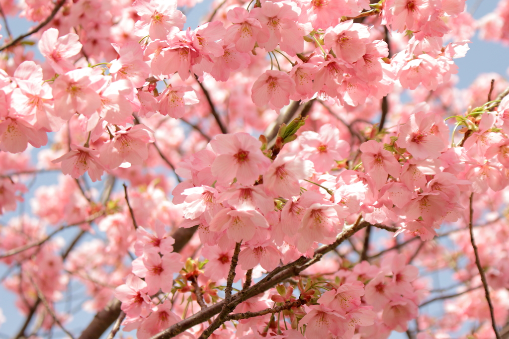 桜