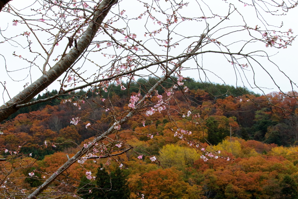 紅葉と桜