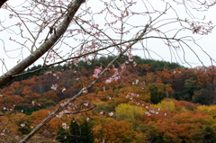 紅葉と桜
