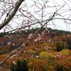 紅葉と桜