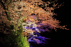 夜桜