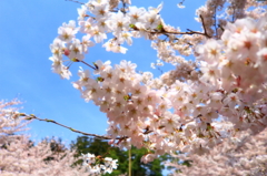 桜