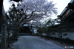 散る桜に何思ふ
