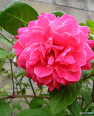 薔薇
