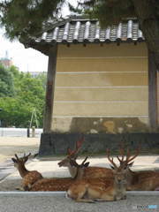 日差しを避けて