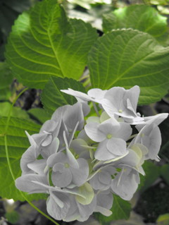 紫陽花