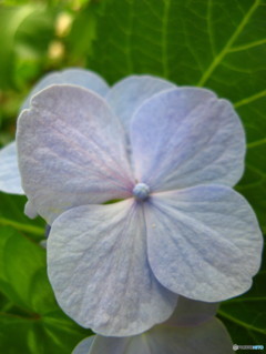 紫陽花