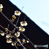 DSA_3383
