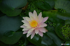 DS7_3510