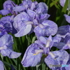 DS7_3180