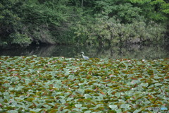 DS7_5835