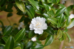 DSA_0975