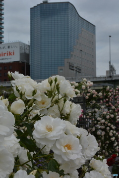 DS7_5432