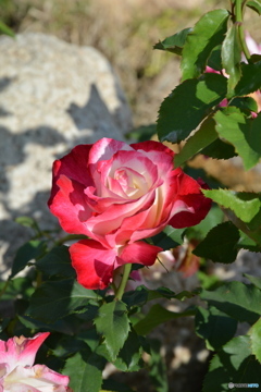 DS7_5351