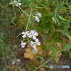 DS7_3017