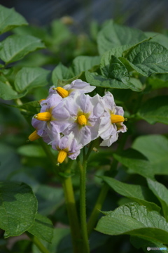 DS7_5370