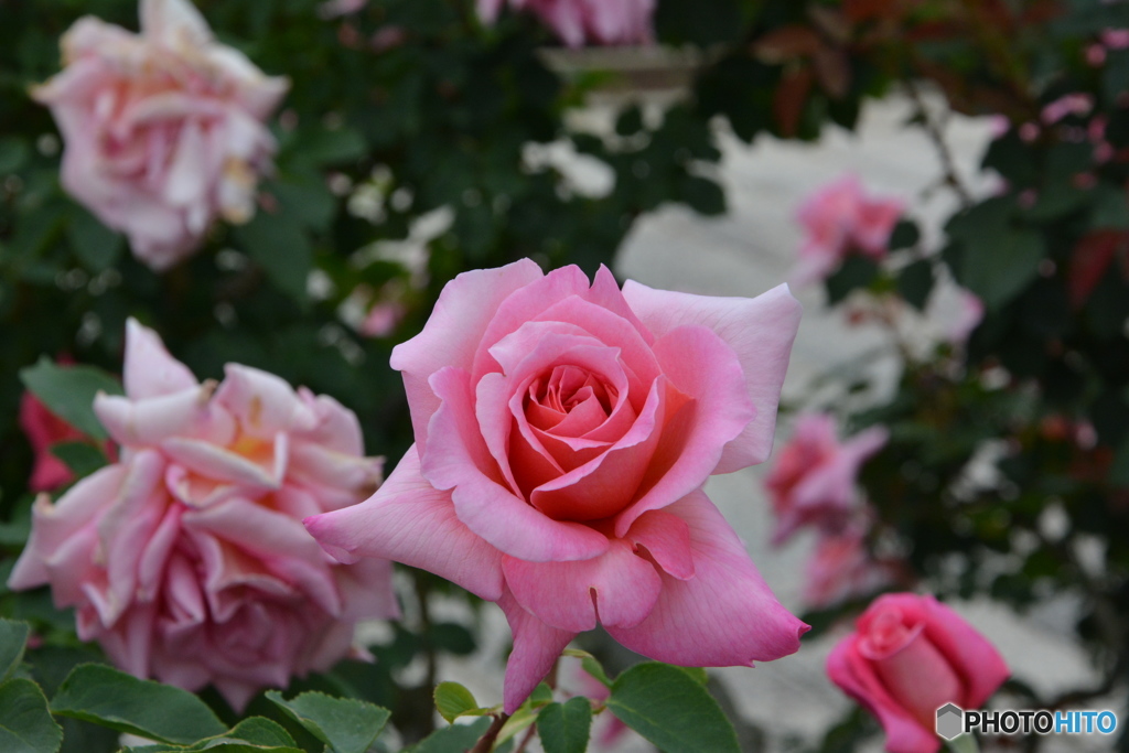 DS7_8096