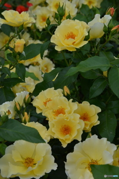 DS7_5435