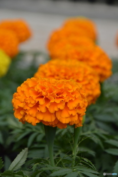 DS7_7992